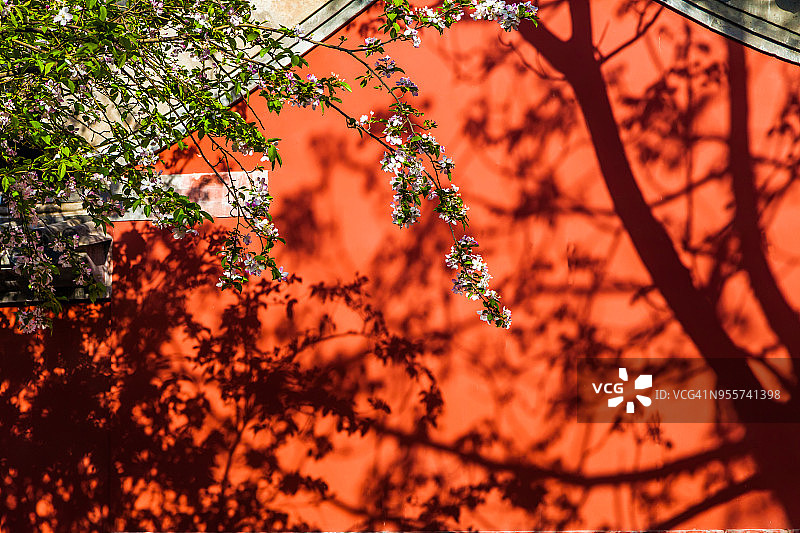 春天的花与紫禁城，中国北京。图片素材