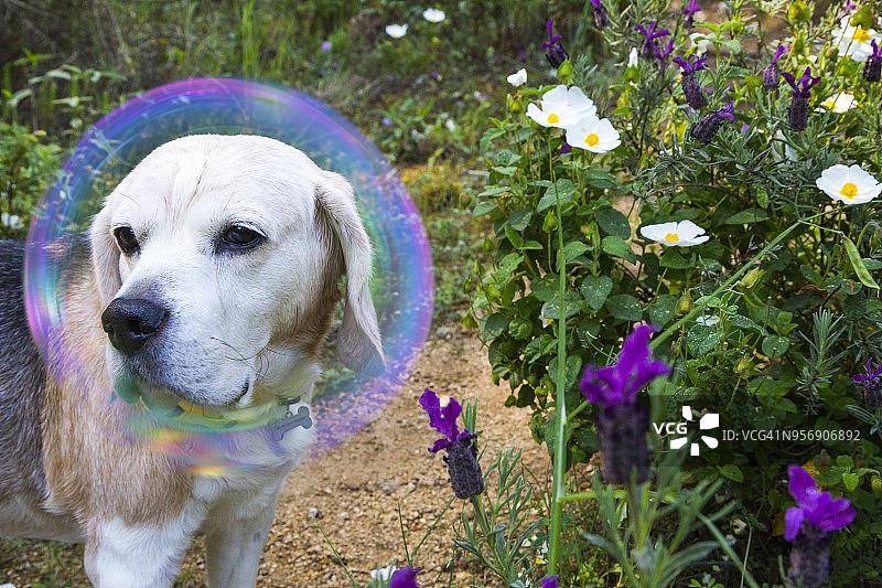 美丽的比格尔犬，有泡泡保护，可以抵御昆虫和疾病，在大自然中行走。利什曼病。图片素材