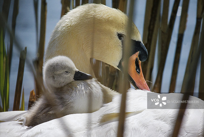 可爱的小天鹅在马萨皮克保护区的窝里躺在妈妈的背上图片素材