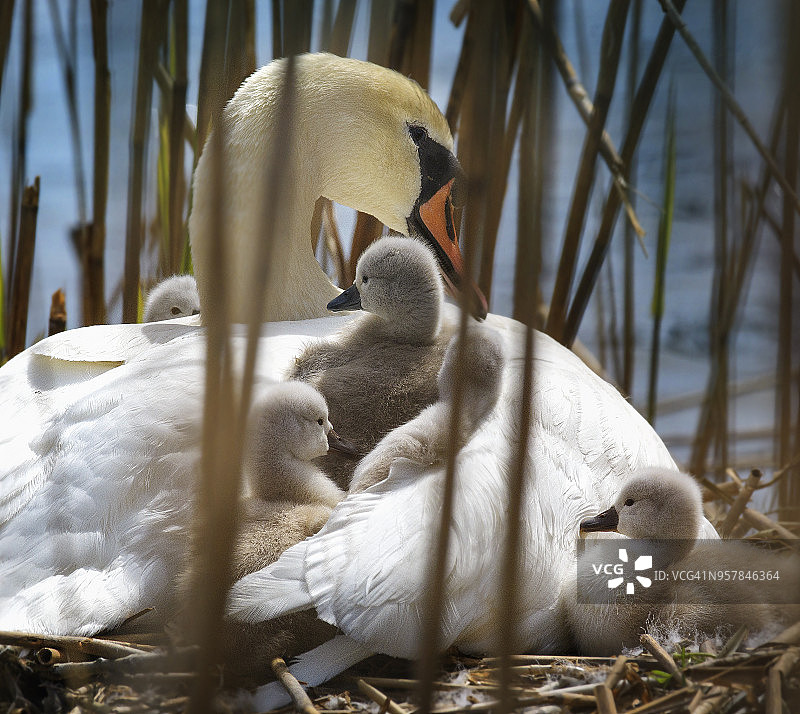 沉默的天鹅妈妈和窝里的小天鹅在马萨皮克保护区图片素材