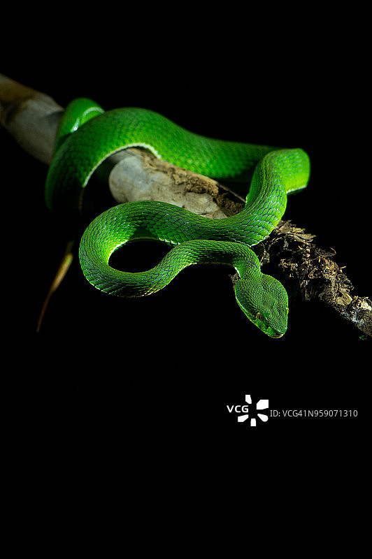 黑色背景上的绿色蝮蛇图片素材
