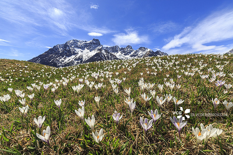 意大利伦巴第瓦尔泰利纳，阿尔卑斯山上盛开的番红花草甸图片素材