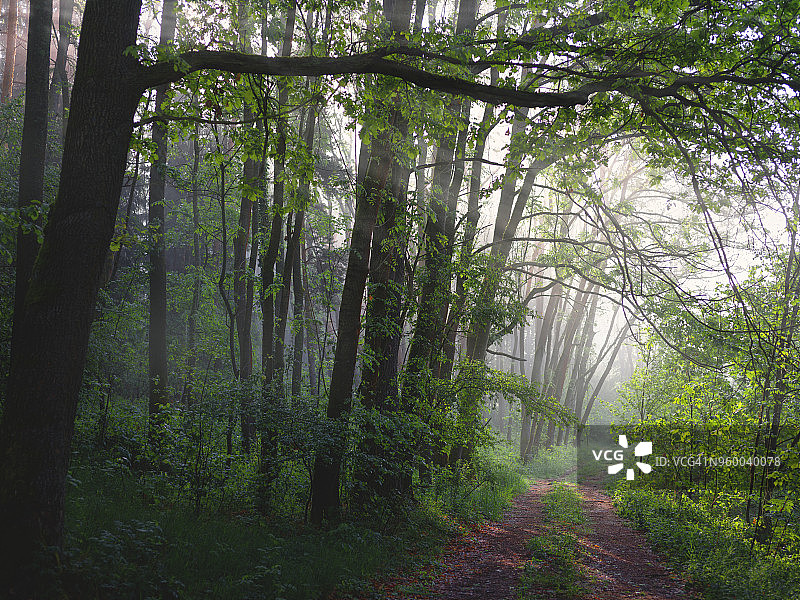 森林景色宁静，树叶繁茂图片素材