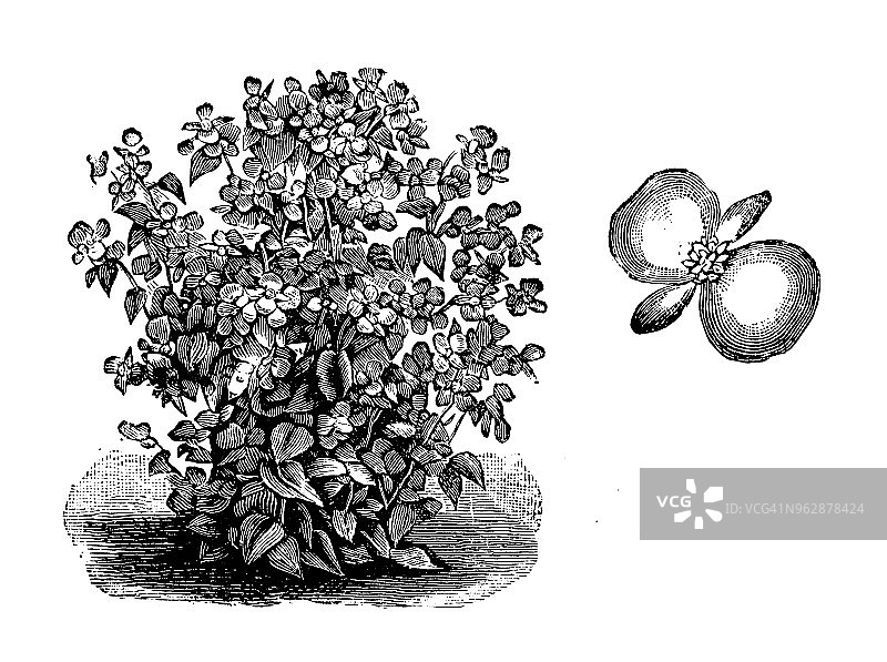 植物学植物仿古雕刻插图:永花海棠图片素材