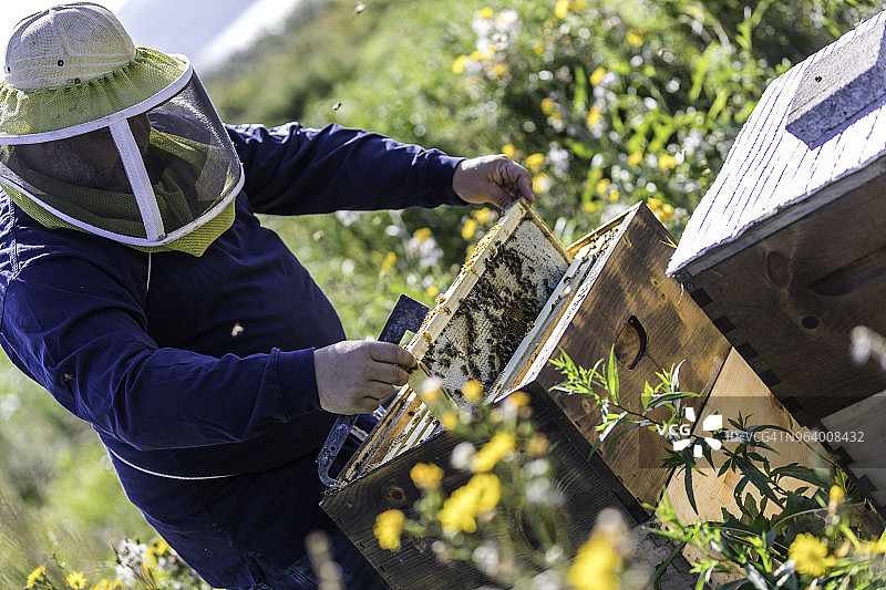 养蜂人在工作，清洁和检查蜂巢图片素材