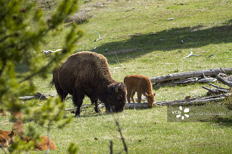 在黄石国家公园的田野上吃草的美国野牛家庭图片素材