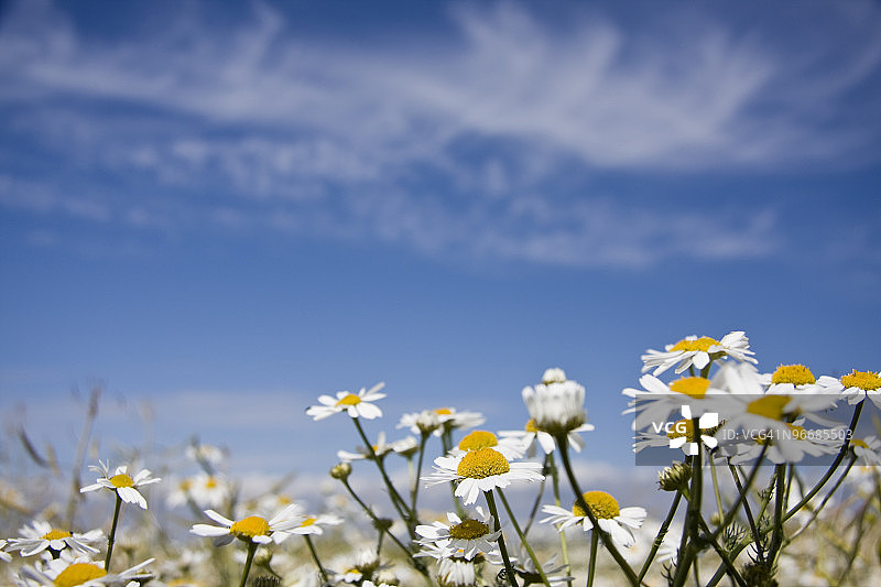 野生daisys图片素材