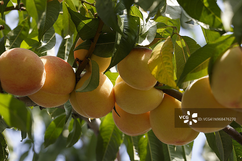 在绿叶的背景下，树上的桃子正在成熟。图片素材