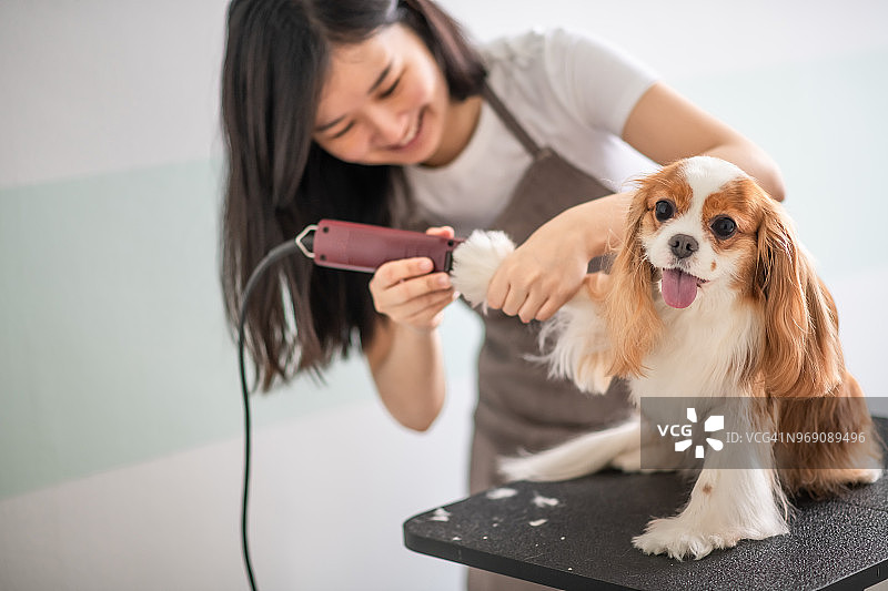 一名中国女狗美容师正在为一只查理士国王猎犬美容图片素材