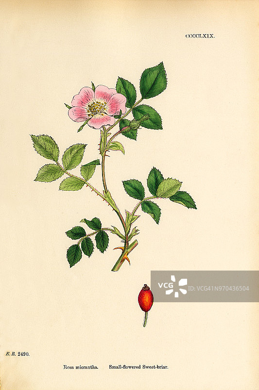 小花的甜蔷薇属，维多利亚植物学插图，1863年图片素材