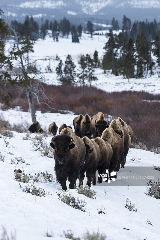 野牛在冬天图片素材