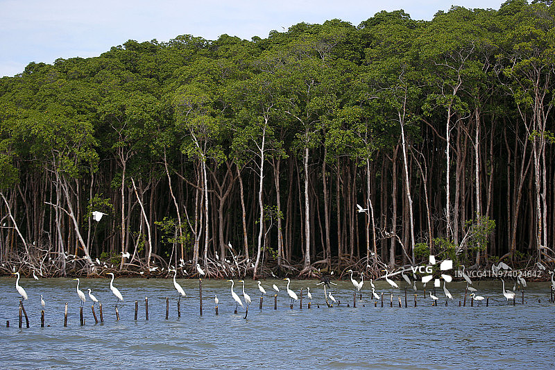 巴西罗马岛红树林中的苍鹭图片素材