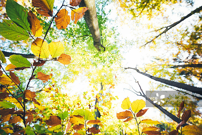秋天的森林图片素材