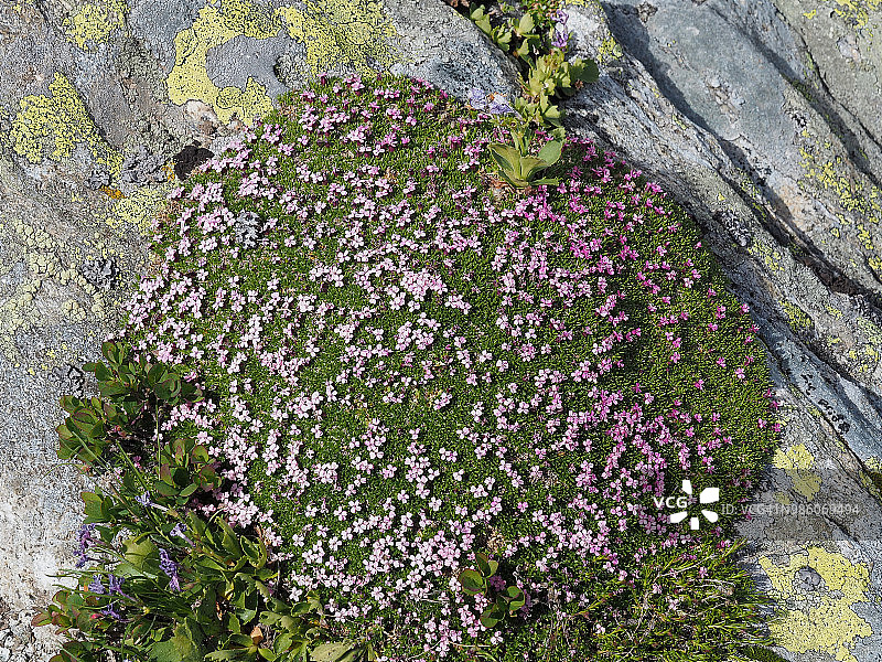 Silene Acaulis粉色垫子(Moss Campion)在Formazza山谷图片素材