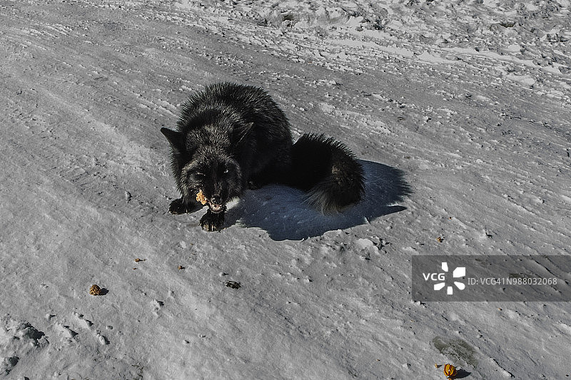 雪中的黑狐狸图片素材