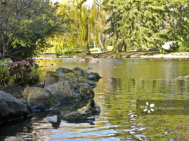 低角度的野鸭在反射湖，比肯山公园，维多利亚BC图片素材