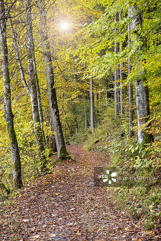 金秋的森林与阳光同在的地区allgäu图片素材