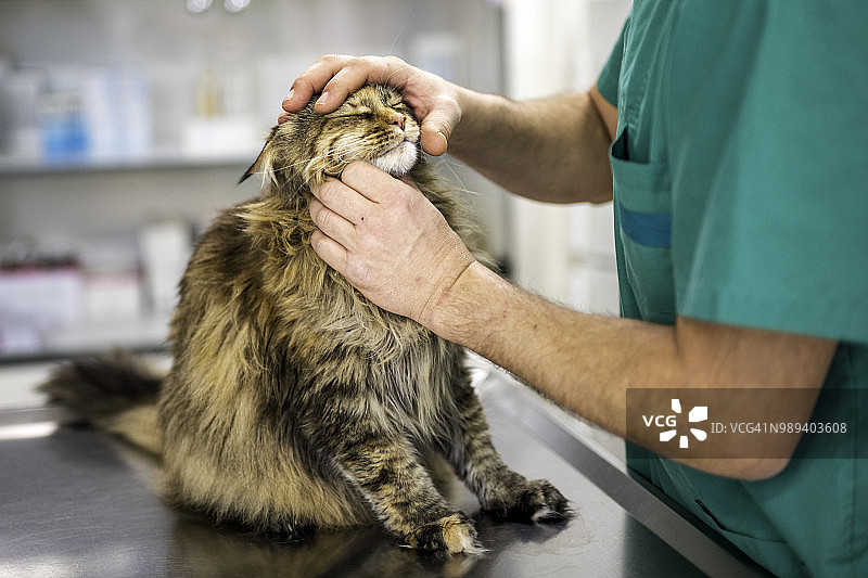 兽医检查一只猫图片素材