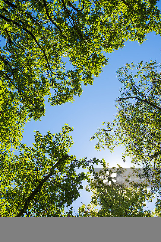 夏天的阳光透过绿油油的树叶与蓝色的天空图片素材