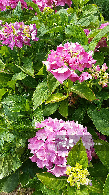 花园,粉红色的绣球花图片素材