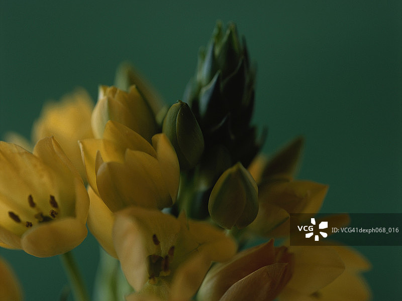 黄色的花和花蕾图片素材