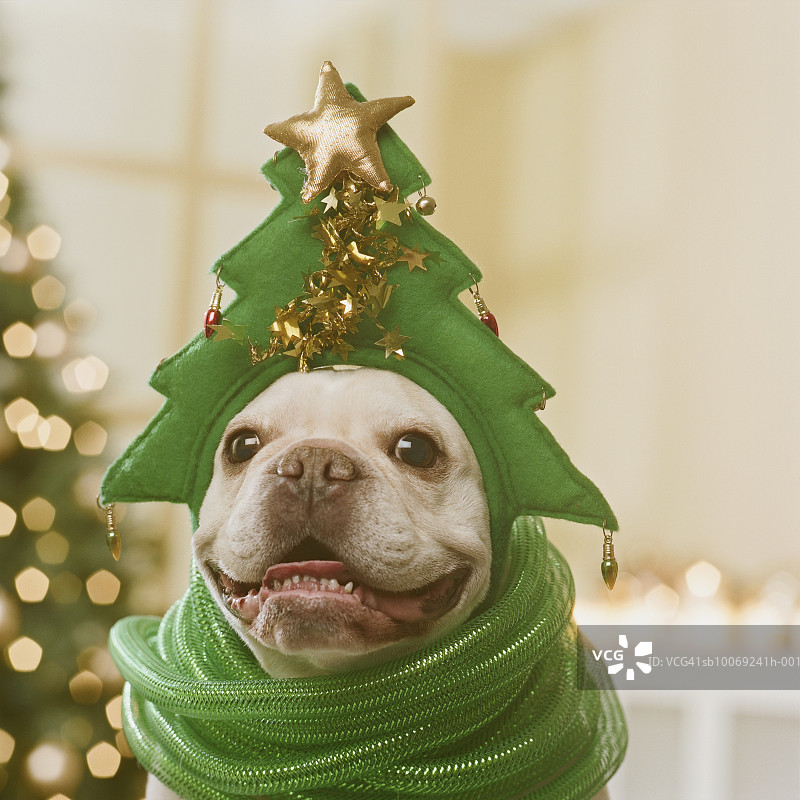 法国斗牛犬戴着帽子和绿色丝带站在圣诞树前，特写图片素材
