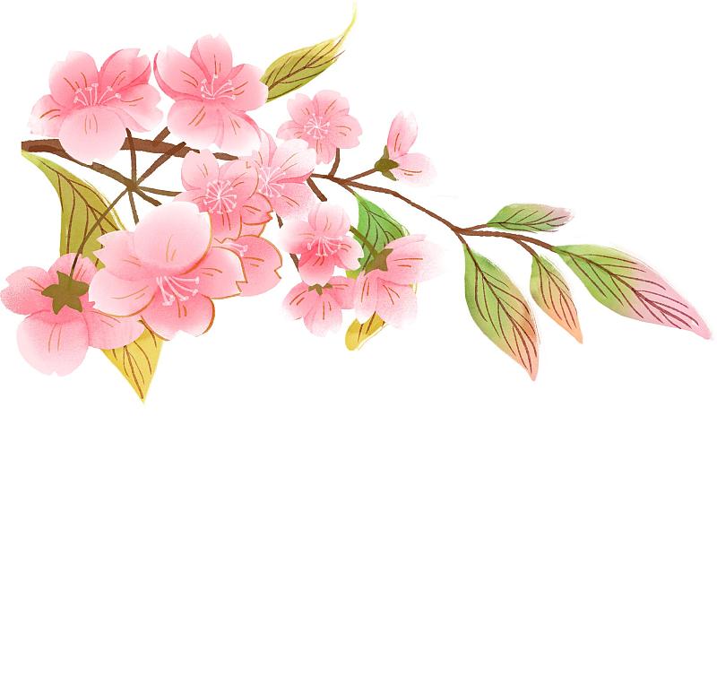 春天里的樱花图片下载