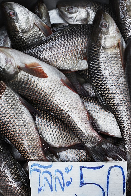 泰国淡水鱼种类图片