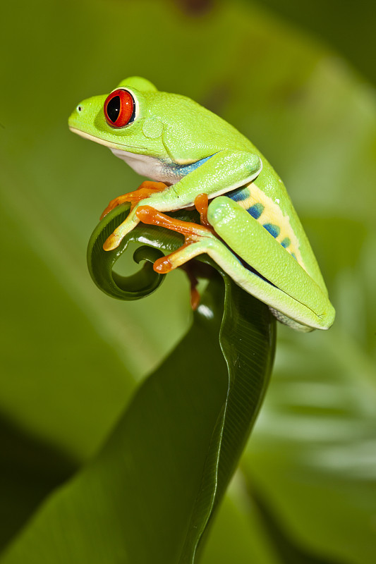 红眼树蛙(红眼树蛙)叶上，圈养，产自南美洲图片下载