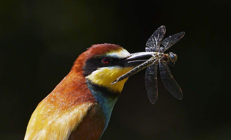 欧洲食蜂鸟与蜻蜓猎物，匈牙利，普什塔泽，2008年5月图片下载