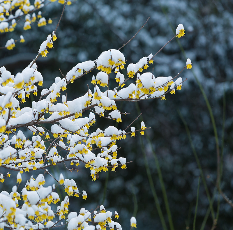 雪中的梅花图片素材