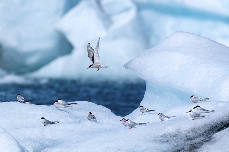 飞行迁徙冠军--北极燕鸥图片素材