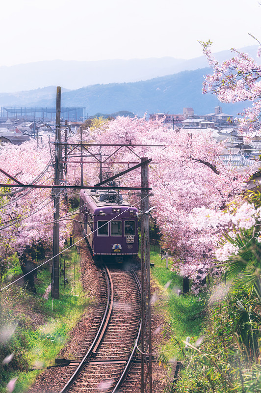 樱花列车图片下载
