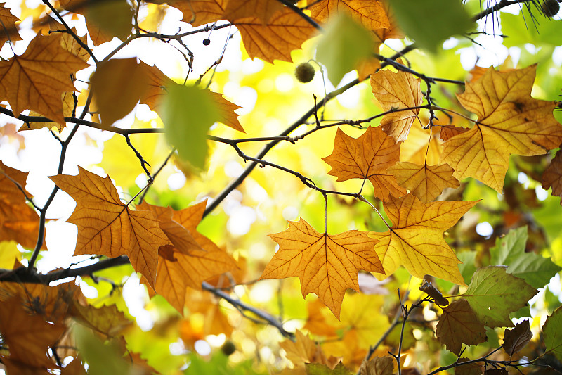 秋天的树叶多姿多彩图片
