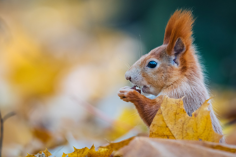 秋天森林里的松鼠吃坚果图片下载