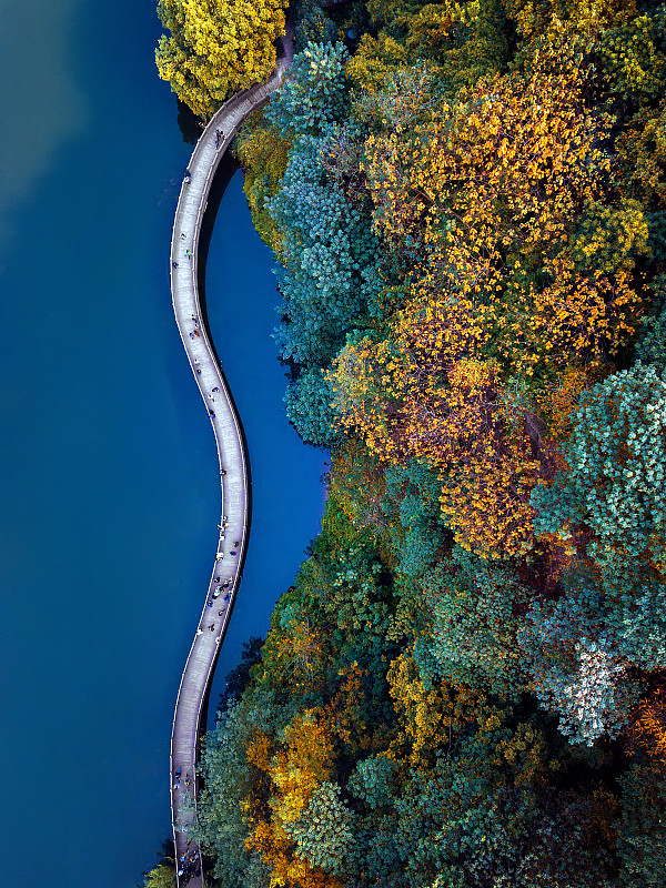 重庆彩云湖国家湿地公园一条蜿蜒的浮桥穿过彩色的树林图片下载
