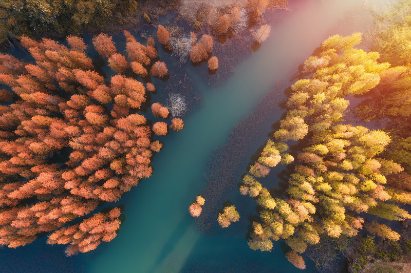 中山市自然保护区秋天的水杉图片下载