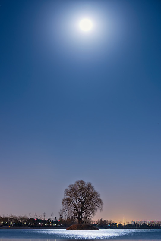 月光下的树图片下载