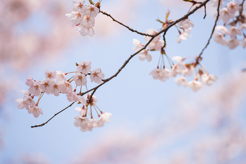 春天盛开的日本樱花图片下载