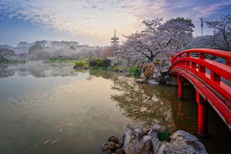 樱花季的武汉樱园风光图片素材
