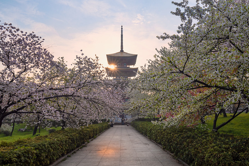 武汉东湖磨山樱花园图片素材