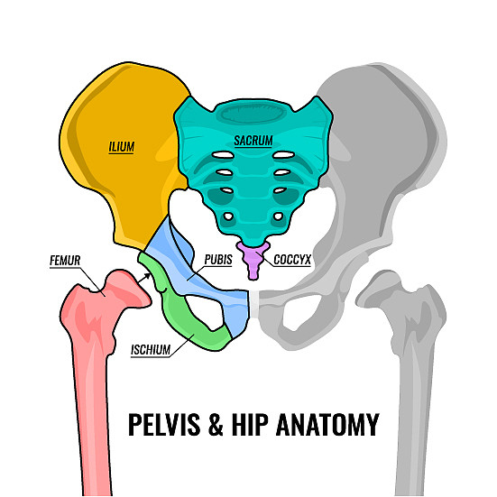 骨盆解剖计划图片
