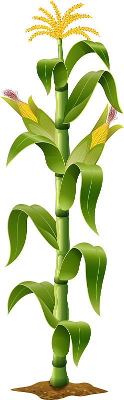 玉米植株图片单株图片