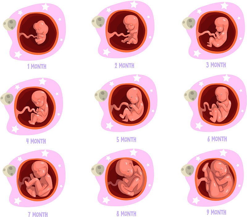 从1号胎开始妊娠的胎儿发育过程