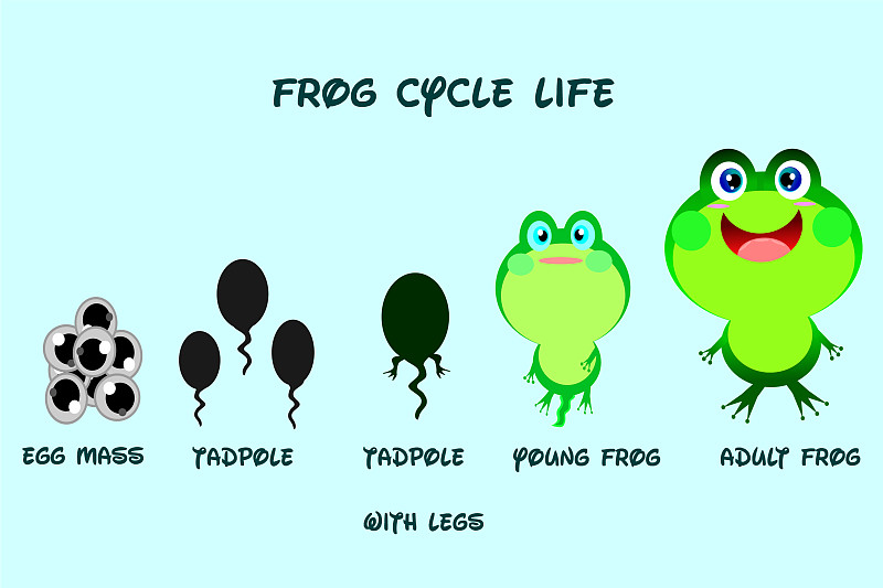 青蛙进化过程图片大全图片