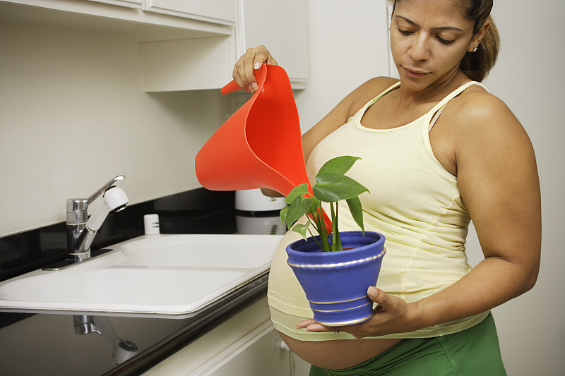 孕妇给室内植物浇水图片下载
