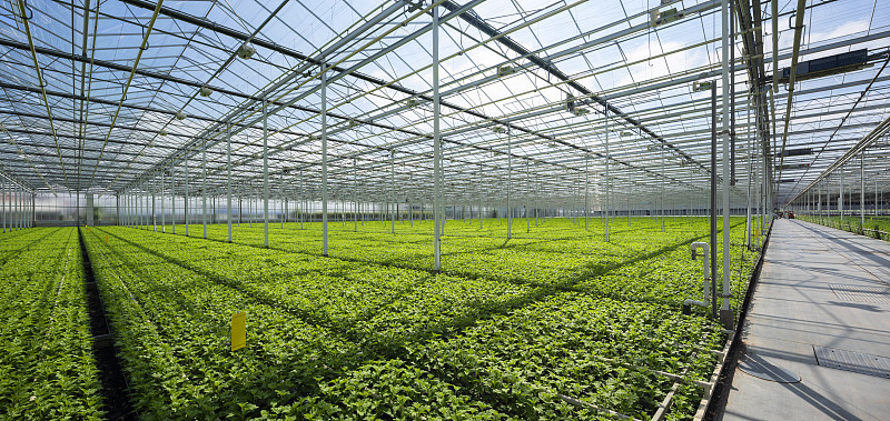 Growing chrysanthemums in modern Dutch greenhouse, Maasdijk, Zuid-Holland, Netherlands图片素材