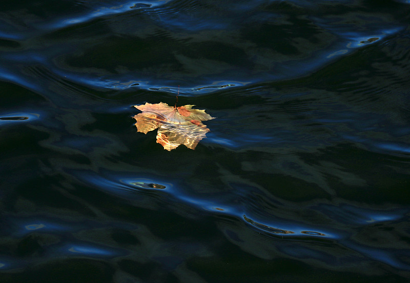 一片飘落的枫叶漂浮在水面上，晨光格外突出图片素材