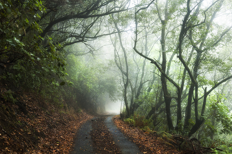 穿过迷雾森林的神秘之路图片下载