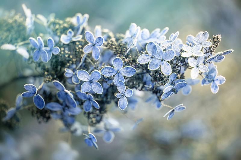 一个霜绣球花的近距离图像/种子头在一个柔和的背景图片下载